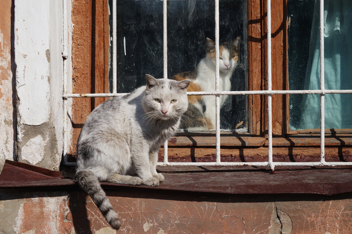 Girlfriend behind bars - My, cat, Window, Lattice, The photo