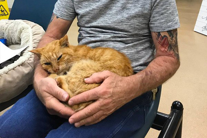 The cat returned to the owner after 14 years of separation. - cat, Found, , Animals