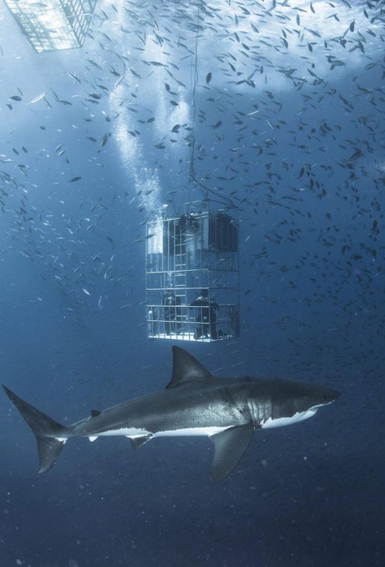 Photographer Captures Huge White Shark Circling Divers' Cage - Shark, Diving, The photo, Predator, Longpost