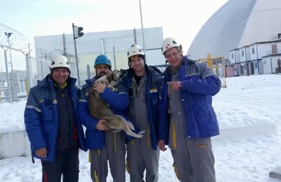 Dog stuck on sarcophagus rescued in Chernobyl - Dog, Chernobyl, Chernobyl, The rescue