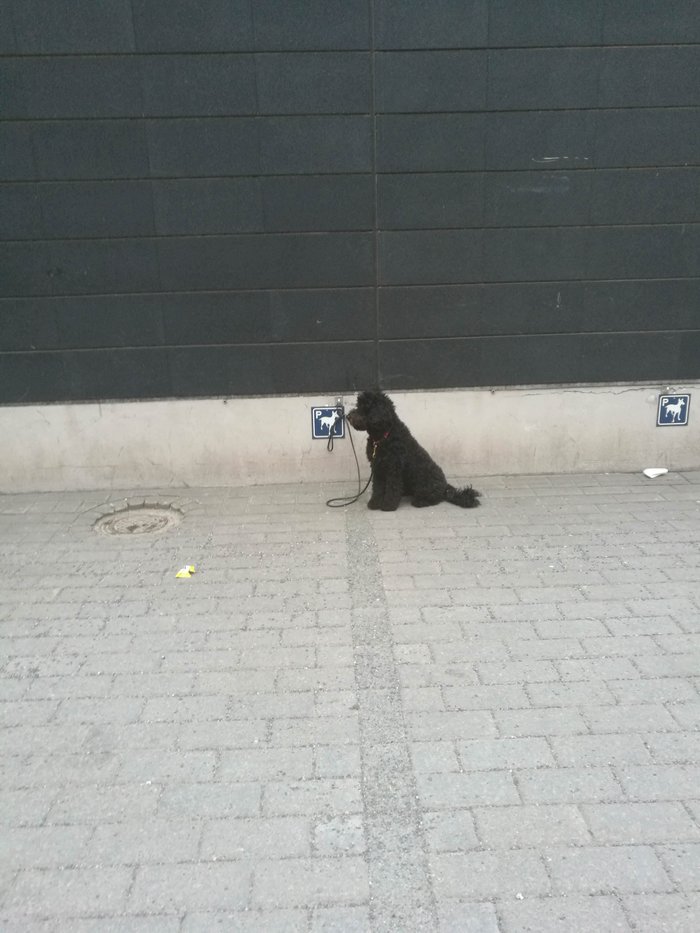 dog parking - Finland, Supermarket, Dog, On a leash, Parking