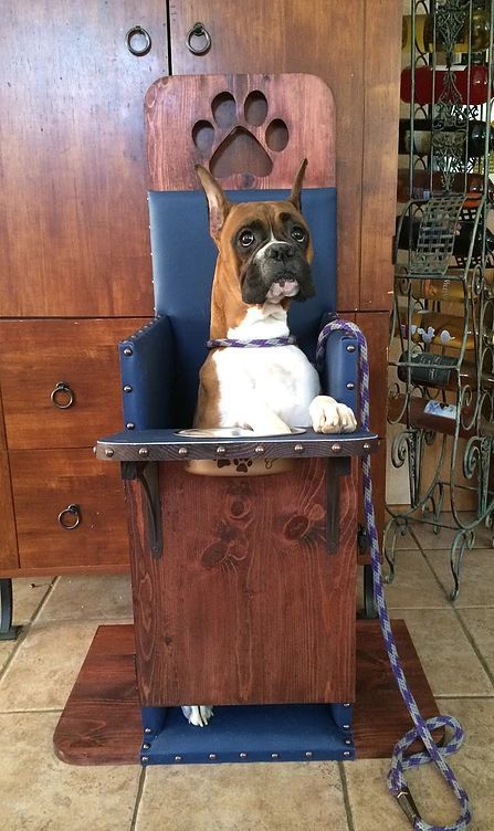 Dog high chair - Dog, Chair, Megaesophagus, Disease, GIF, Longpost