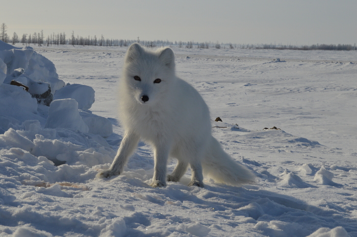 Here's a baby that came to us! - My, The photo, Snow, Arctic fox, Animals, Wild animals
