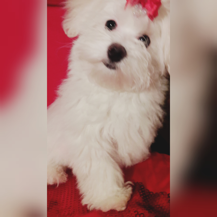 Sing, sing .... grandfather is deaf))) Little Skoda with an angelic face and the most cheerful character, everyone's favorite - My, Maltese, Puppies, Dog, Pets, Pets, Maltese lapdog, Skoda, Childhood