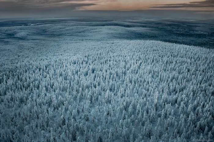 Endless Forests of Krasnovishersk - The photo, Krasnovishersk, Forest, Russia