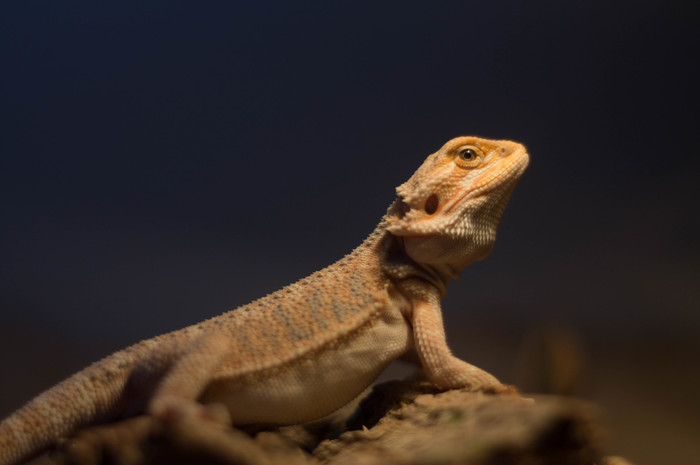 Agama - The photo, Bearded dragon, My, Lizard, Beginning photographer