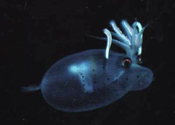 Кальмар-поросёнок(свинхэд) | Пикабу