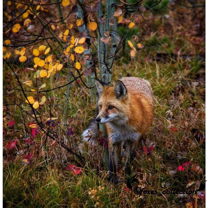 Рыжая красотка ^.^