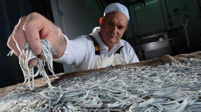 Fried gold fish or angulas is the most expensive meal in Spain. - Food, Spain, , Recipe, , Longpost