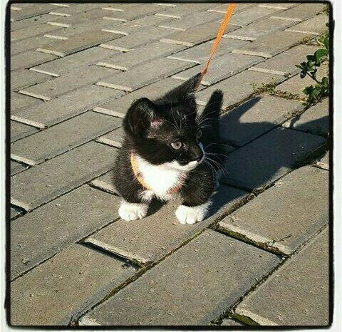 On a walk - My, Paws, cat, Catomafia, , Milota