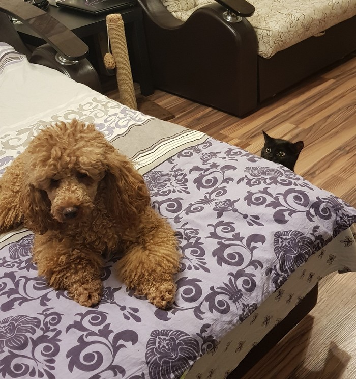 ��������