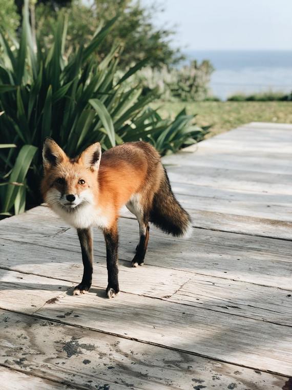 The little fox came to visit - Fox, Animals, Pets, Milota, Guests, Reddit