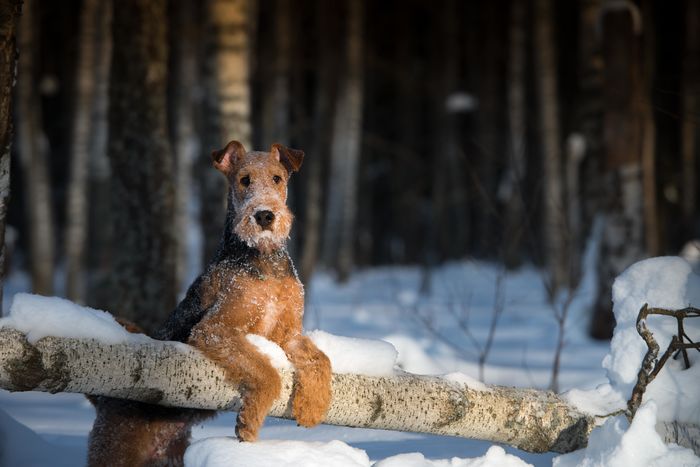 On guard - The photo, Dog, Forest, Elder