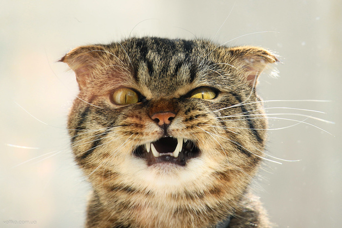 Angry Cat