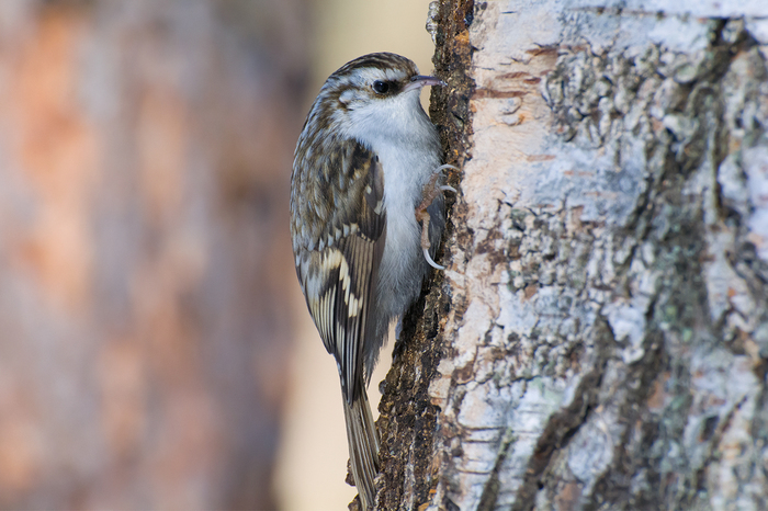 Pika - My, Pika, Birds, The photo, , Nikon, Leningrad region