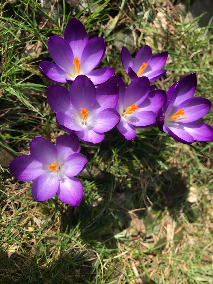purple spring - My, The photo, Flowers, Purple, Wisteria, Crocus, Tulips, Spring, Longpost