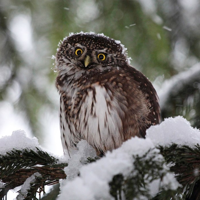 Photo of the day: Sparrow owl - a little owl Volosovsky district, Leningrad region. - Owl, Leningrad region, Volosovo, Birds