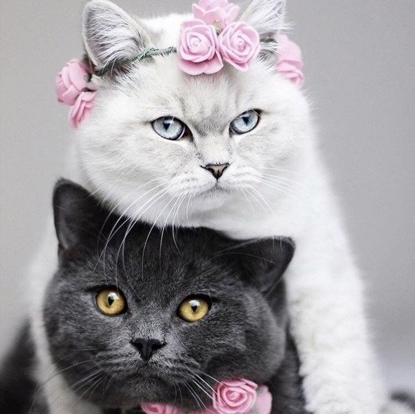 Семейный альбом - Кот, Фотография, Фотосессия, Love story, Длиннопост, Домашние животные