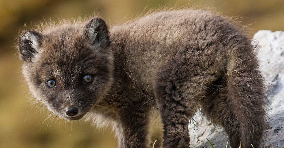 щенок песца