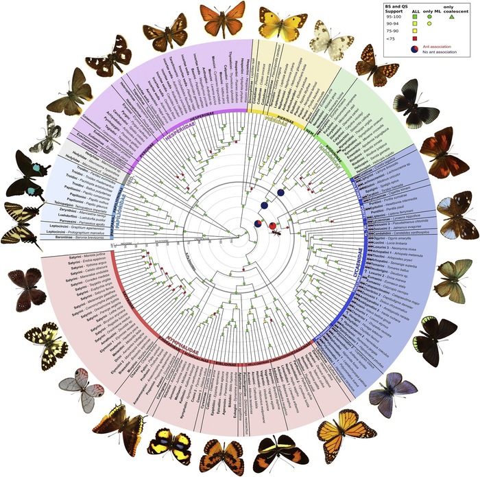 Phylogeny of butterflies - Butterfly, Biology, Research, Evolution, Phylogeny, Copy-paste
