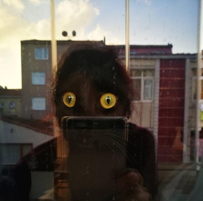 I'm in love with your eyes... - cat, The photo, Eyes, Reflection, Window