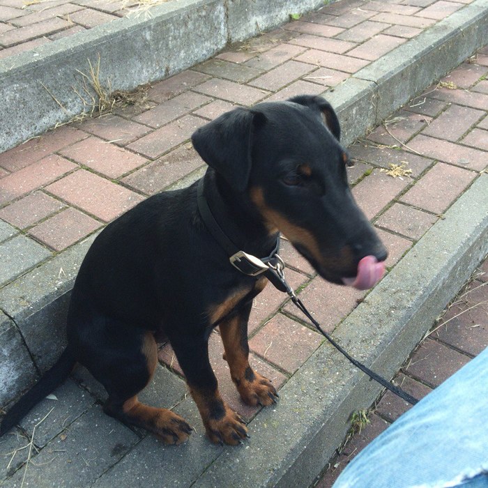 The dog was lost!!! - My, The dog is missing, Khimki, Moscow region, Dog, No rating, Help