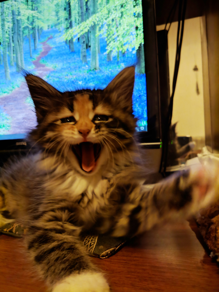 When the joke is funny, but the ending is generally killed :3 - My, cat, Laugh, Maine Coon, , Longpost