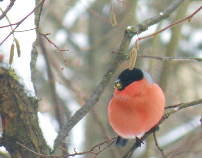 Food and survival - My, Birds, Weather, Longpost, The photo