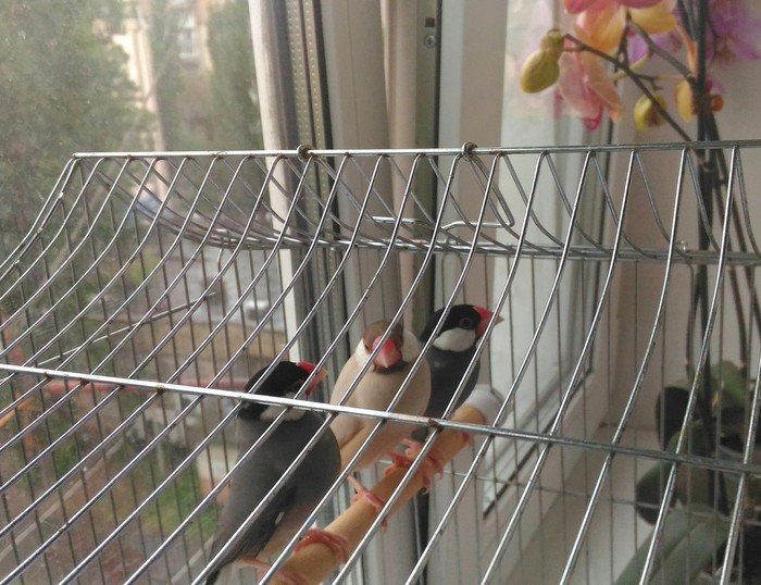 Three beautiful finches live at my house, so they laid 7 eggs, chicks appeared, now I am looking for information on how to properly care for babies? - Amadines, Birds, Pets, The photo