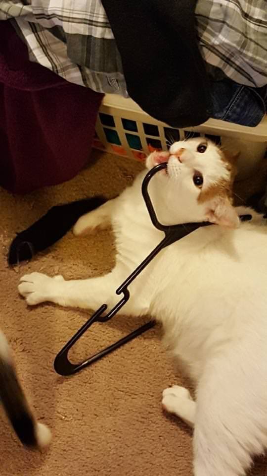 cat on a hook - cat, Reddit, Stolen, The photo, Copy-paste