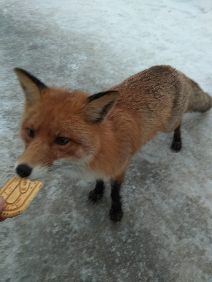 fox morning breakfast - My, Fox, Breakfast, The photo