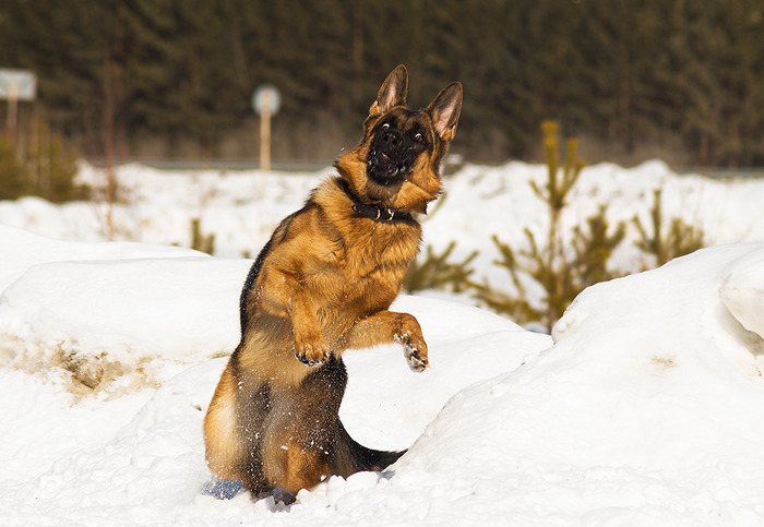 All good! - German Shepherd, Dog, Animals, Snow, The photo