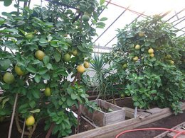 Lemons in Kaluga - My, Father, Lemon, With your own hands, Longpost, The photo