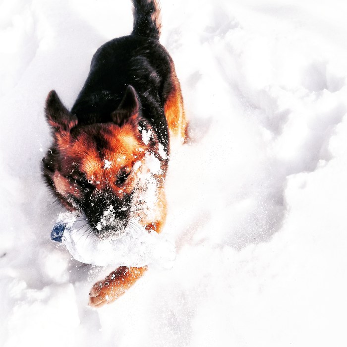 Each animal must hunt for its own happiness. - My, Dog, Wild animals, Hunting, Snow