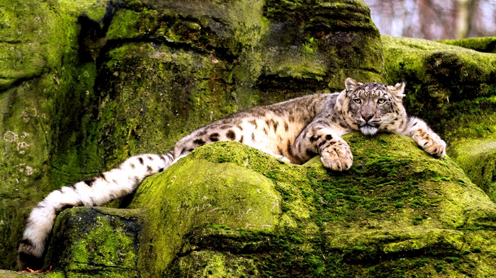 Che frozen? - Snow Leopard, snow leopard, Animals, Nature, The photo