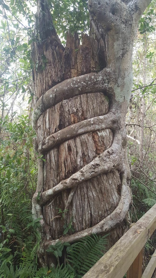 Strangler ficuses - Ficus, Roots, Plants, Wikipedia