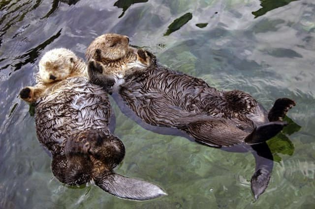 Otters sleep holding their paws - Otter, wildlife, Love