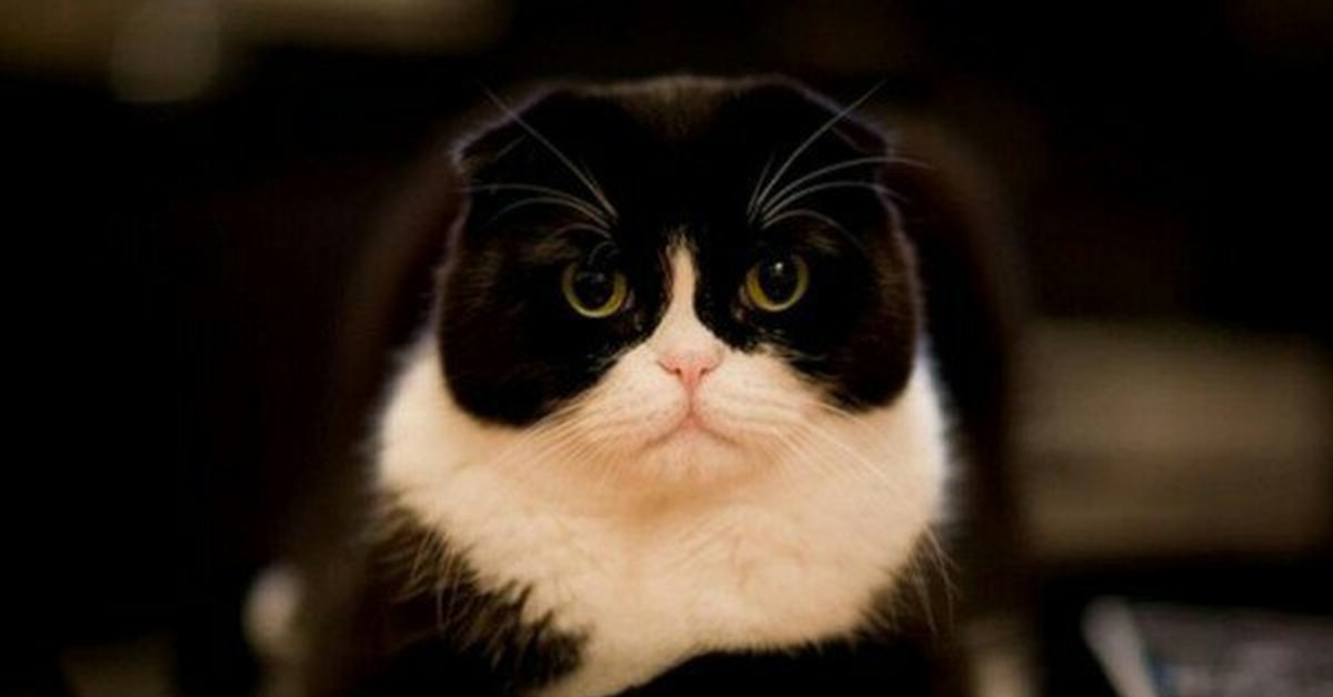 Черно белый вислоухий котенок