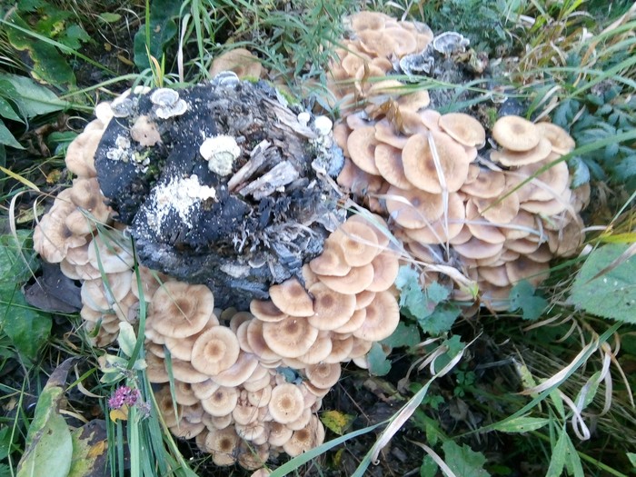 Mushroom paradise) - My, Forest, Mushrooms, Summer