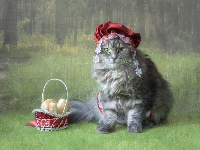 About Little Red Riding Hood - Animals, cat, Dog, Story, Little Red Riding Hood, AND, Wolf, Pies, Longpost, Tag