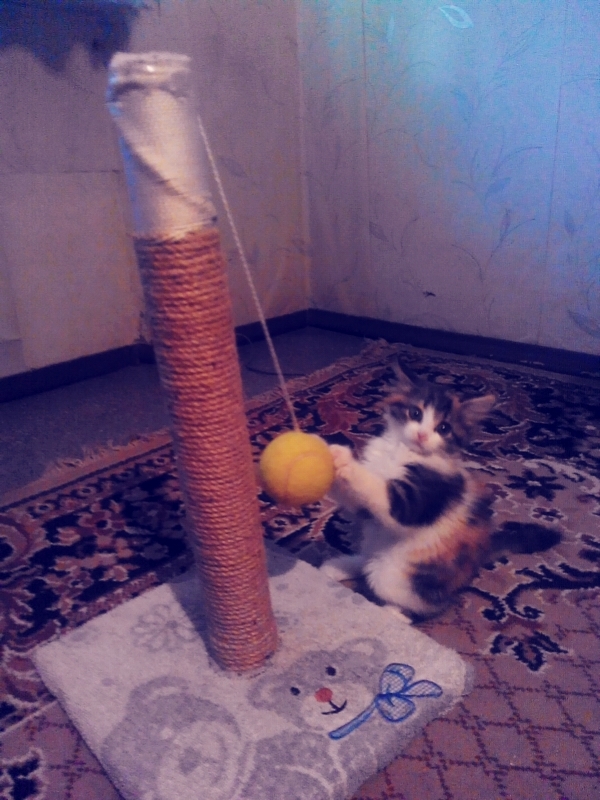 Puffy is mine) - My, My, cat, Fluffy, , Longpost