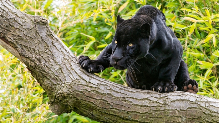 Well, oh-oh-chen big puss - puss) - Panther, Forest, Nature, Animals, The photo, Jaguar