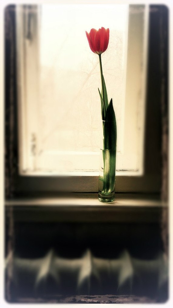 Tulip - My, Tulips, Window, Sepia, Battery, Flowers