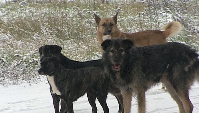 In Krasnoyarsk, a pack of dogs attacked a 9-year-old girl in the school yard - Dog, Attack, Negative