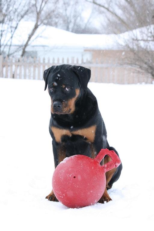 Will you play with me? - Dog, Animals, Pets, Milota, Reddit