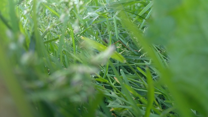 drop of summer - My, The photo, Grass