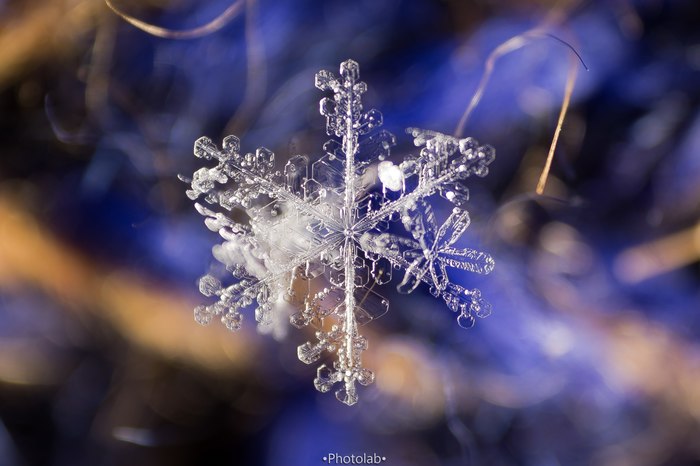 Snowflakes - My, Snow, The photo, Macro photography, Macro, Longpost, Photographer