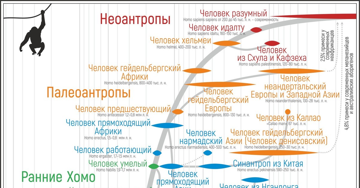 Эволюционное древо человека схема