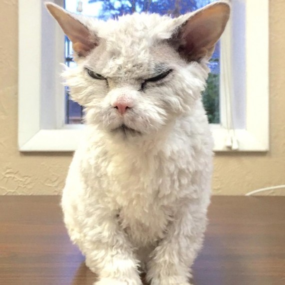 And again the severe cat Albert =) - cat, Selkirk rex, Longpost