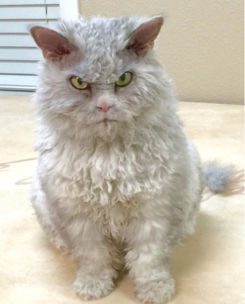 And again the severe cat Albert =) - cat, Selkirk rex, Longpost